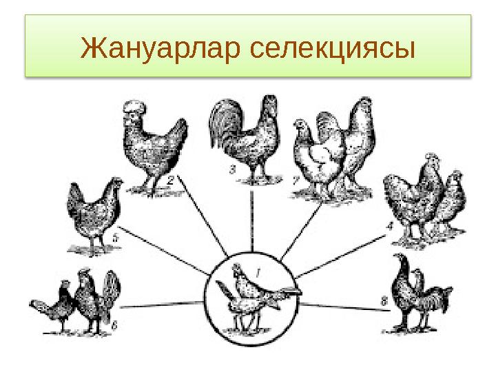 Жануарлар селекциясы