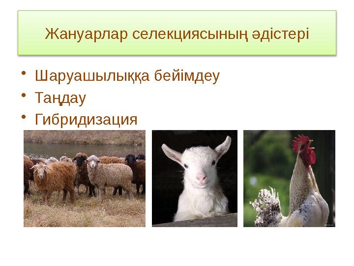 Жануарлар селекциясының әдістері •Шаруашылыққа бейімдеу •Таңдау •Гибридизация