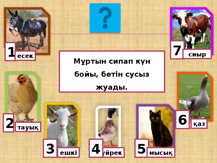 1есек тауық 3ешкі 5үйрек 6 мысық4 қаз 7сиыр Мұртын сипап күн бойы, бетін сусыз жуады. 2