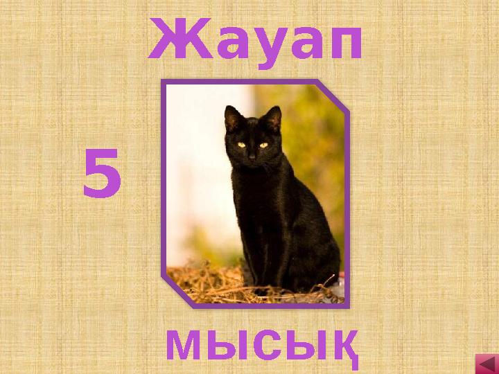 5 мысық Жауап