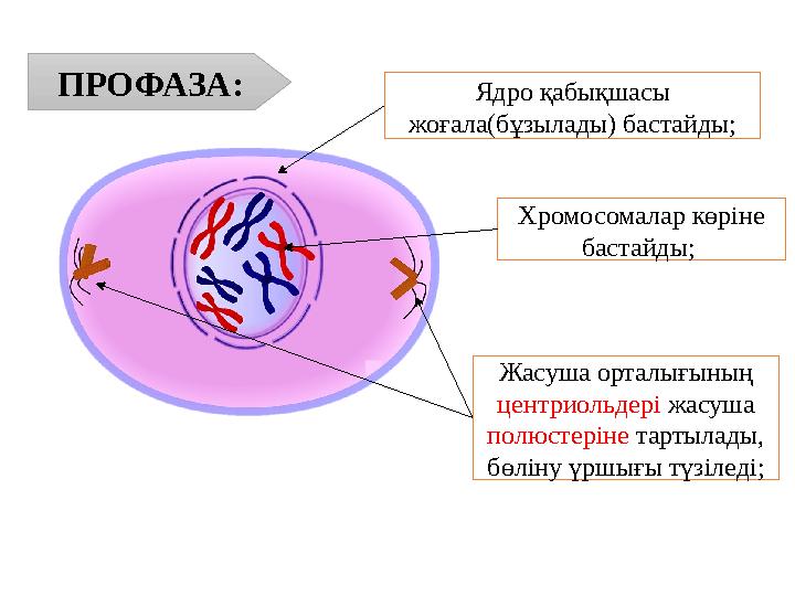 ПРОФАЗА: Ядро қабықшасы жоғала(бұзылады) бастайды; Хромосомалар көріне бастайды; Жасуша орталығының центриольдері жасуша по ПРОФАЗА: Ядро қабықшасы жоғала(бұзылады) бастайды; Хромосомалар көріне бастайды; Жасуша орталығының центриольдері жасуша по