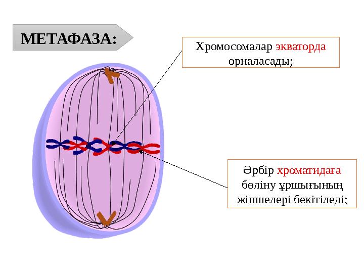 МЕТАФАЗА: Хромосомалар экваторда орналасады; Әрбір хроматидаға бөліну ұршығының жіпшелері бекітіледі; МЕТАФАЗА: Хромосомалар экваторда орналасады; Әрбір хроматидаға бөліну ұршығының жіпшелері бекітіледі;