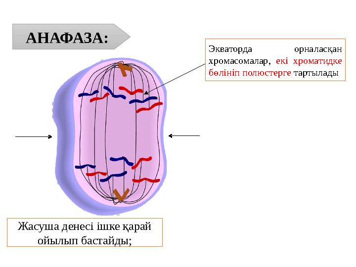 АНАФАЗА: Экваторда орналасқан хромасомалар, екі хроматидке бөлініп полюстерге тартылады Жасуша денесі ішке қарай ойылып баст АНАФАЗА: Экваторда орналасқан хромасомалар, екі хроматидке бөлініп полюстерге тартылады Жасуша денесі ішке қарай ойылып баст