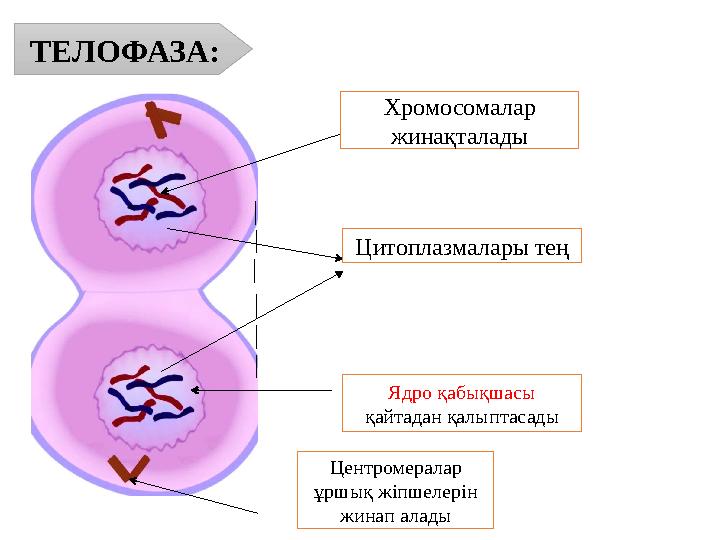 ТЕЛОФАЗА: Хромосомалар жинақталады Ядро қабықшасы қайтадан қалыптасады Центромералар ұршық жіпшелерін жинап алады Цитоплазма ТЕЛОФАЗА: Хромосомалар жинақталады Ядро қабықшасы қайтадан қалыптасады Центромералар ұршық жіпшелерін жинап алады Цитоплазма
