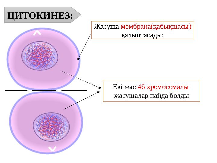 ЦИТОКИНЕЗ: Жасуша мембрана(қабықшасы) қалыптасады; Екі жас 46 хромосомалы жасушалар пайда болды ЦИТОКИНЕЗ: Жасуша мембрана(қабықшасы) қалыптасады; Екі жас 46 хромосомалы жасушалар пайда болды
