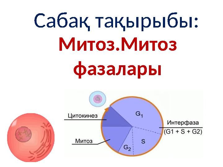 Сабақ тақырыбы: Митоз.Митоз фазалары Сабақ тақырыбы: Митоз.Митоз фазалары