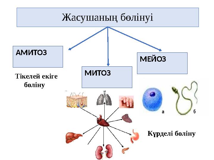 Жасушаның бөлінуі МИТОЗ МЕЙОЗ АМИТОЗ Күрделі бөліну Тікелей екіге Жасушаның бөлінуі МИТОЗ МЕЙОЗ АМИТОЗ Күрделі бөліну Тікелей екіге