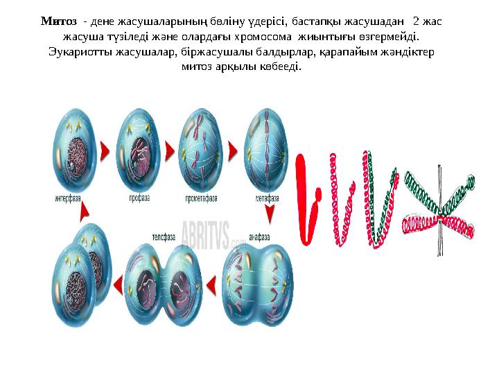 Митоз - дене жасушаларының бөліну үдерісі, бастапқы жасушадан 2 жас жасуша түзіледі және олардағы хромосома жиынтығы өзгерме Митоз - дене жасушаларының бөліну үдерісі, бастапқы жасушадан 2 жас жасуша түзіледі және олардағы хромосома жиынтығы өзгерме