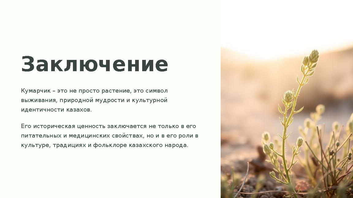 Заключение Кумарчик – это не просто растение, это символ выживания, природной мудрости и культурной идентичности казахов. Его