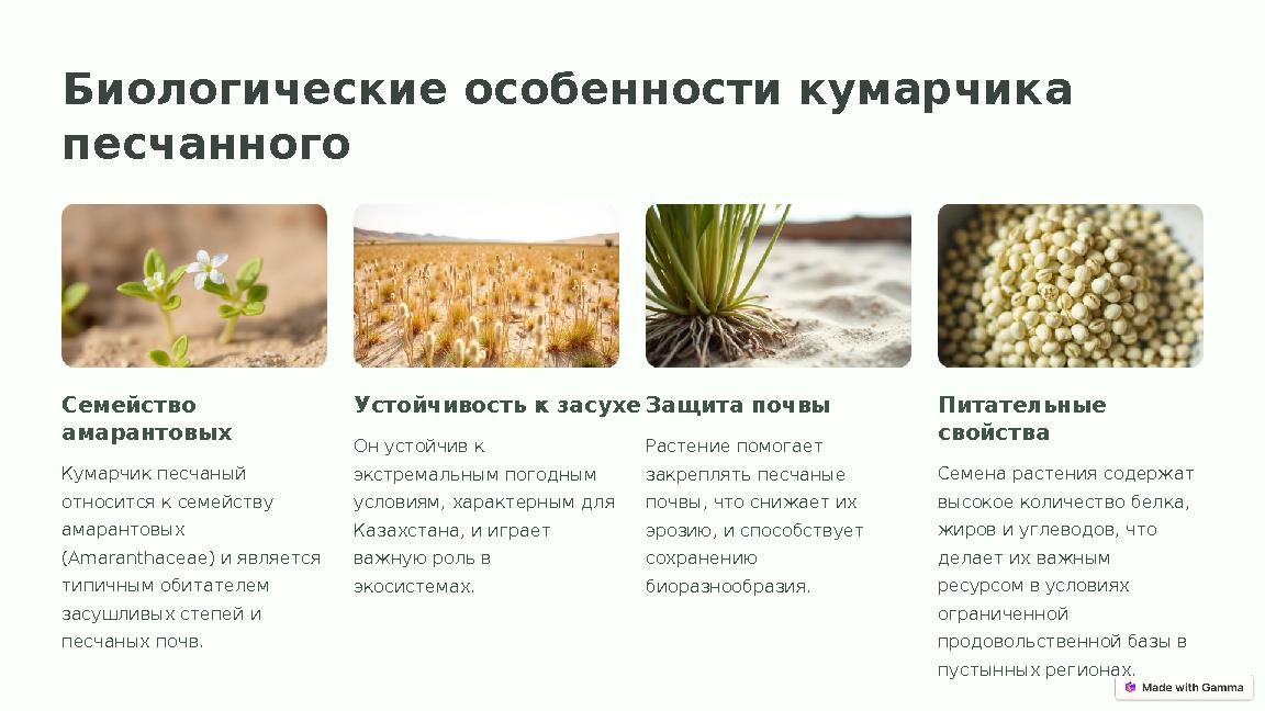 Биологические особенности кумарчика песчанного Семейство амарантовых Кумарчик песчаный относится к семейству амарантовых (A
