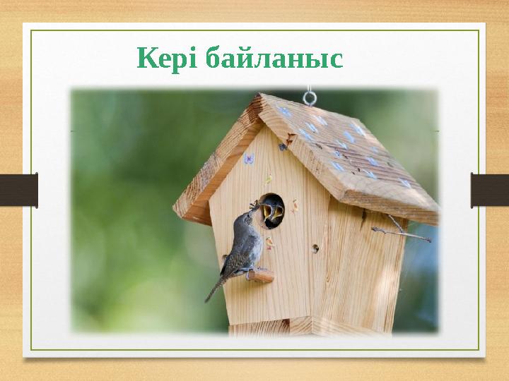 Кері байланыс