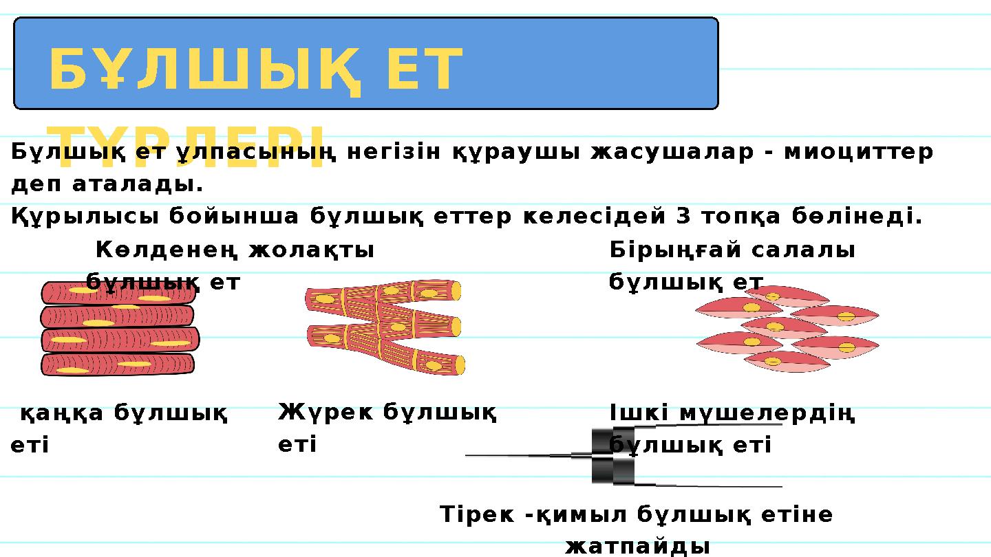 БҰЛШЫҚ ЕТ ТҮРЛЕРІ Бұлшық ет ұлпасының негізін құраушы жасушалар - миоциттер деп аталады. Құрылысы бойынша бұлшық еттер келесід