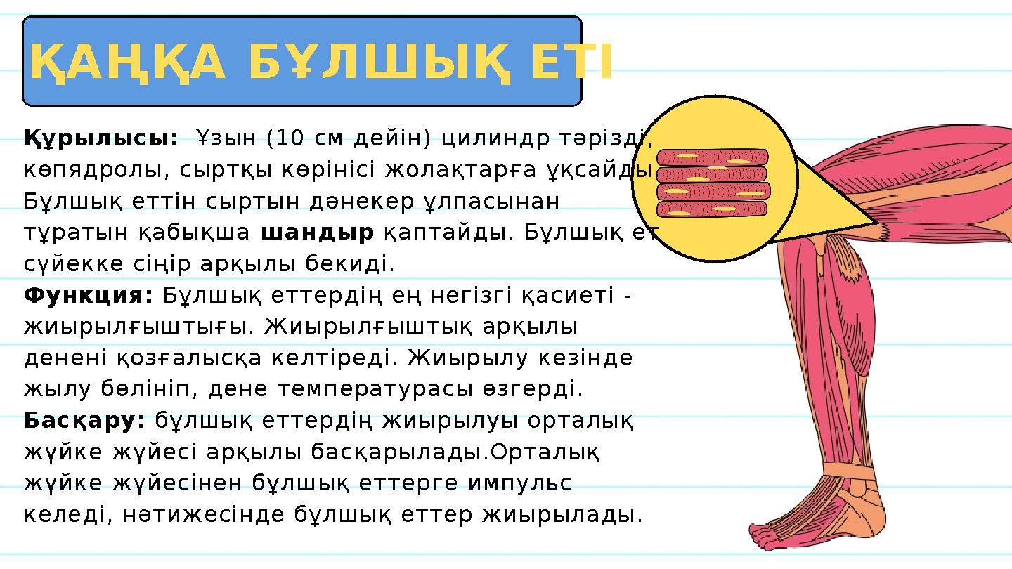 Құрылысы: Ұзын (10 см дейін) цилиндр тәрізді, көпядролы, сыртқы көрінісі жолақтарға ұқсайды. Бұлшық еттін сыртын дәнекер ұлпа