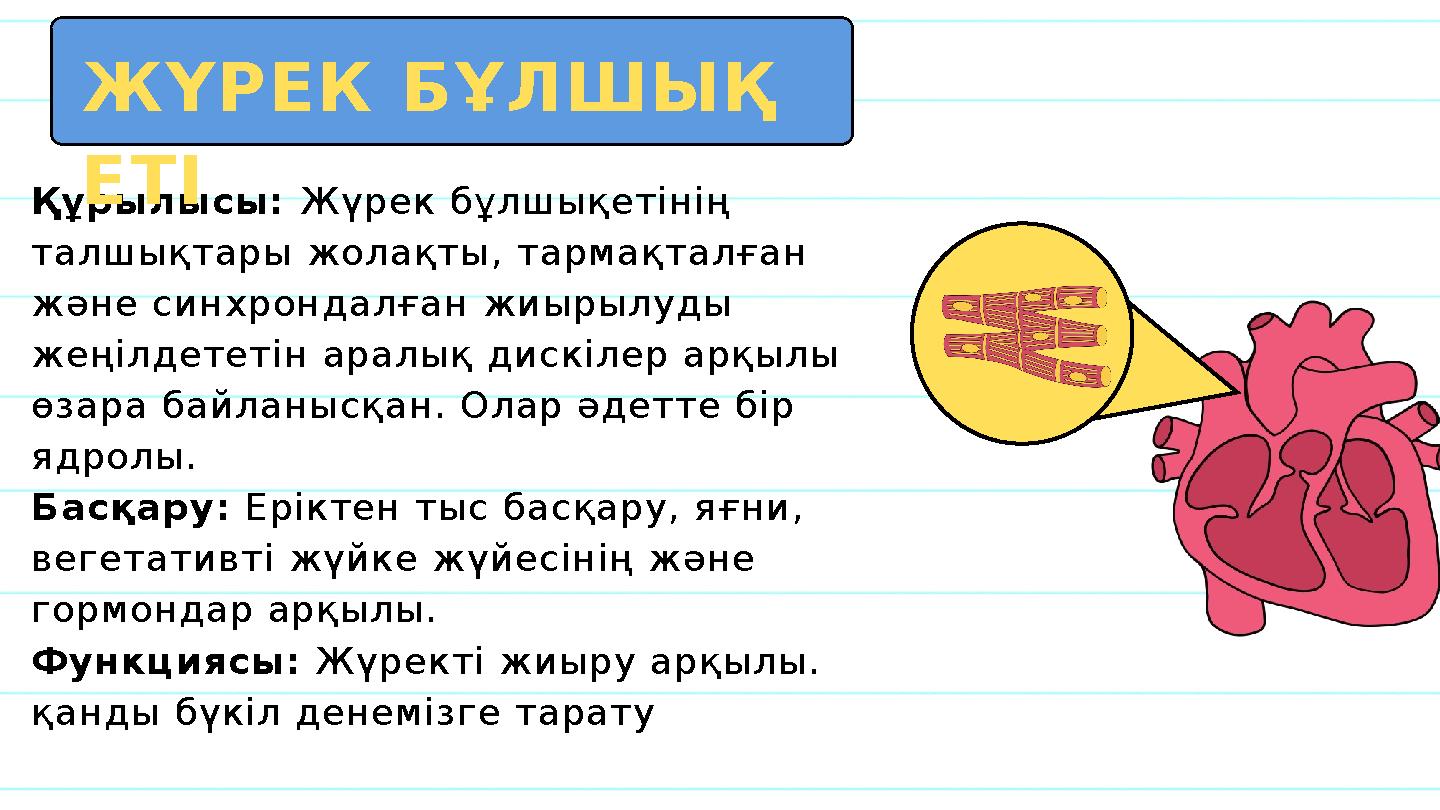 Құрылысы: Жүрек бұлшықетінің талшықтары жолақты, тармақталған және синхрондалған жиырылуды жеңілдететін аралық дискілер арқыл