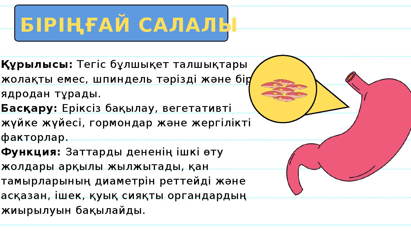 Құрылысы: Тегіс бұлшықет талшықтары жолақты емес, шпиндель тәрізді және бір ядродан тұрады. Басқару: Еріксіз бақылау, вегетати