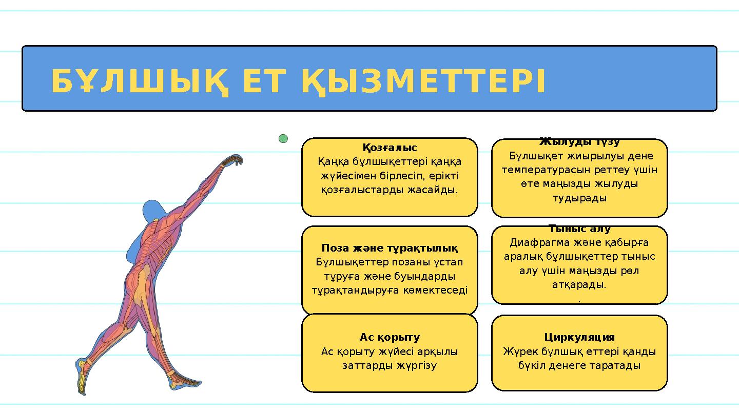 БҰЛШЫҚ ЕТ ҚЫЗМЕТТЕРІ Жылуды түзу Бұлшықет жиырылуы дене температурасын реттеу үшін өте маңызды жылуды тудырады Поза және тұр