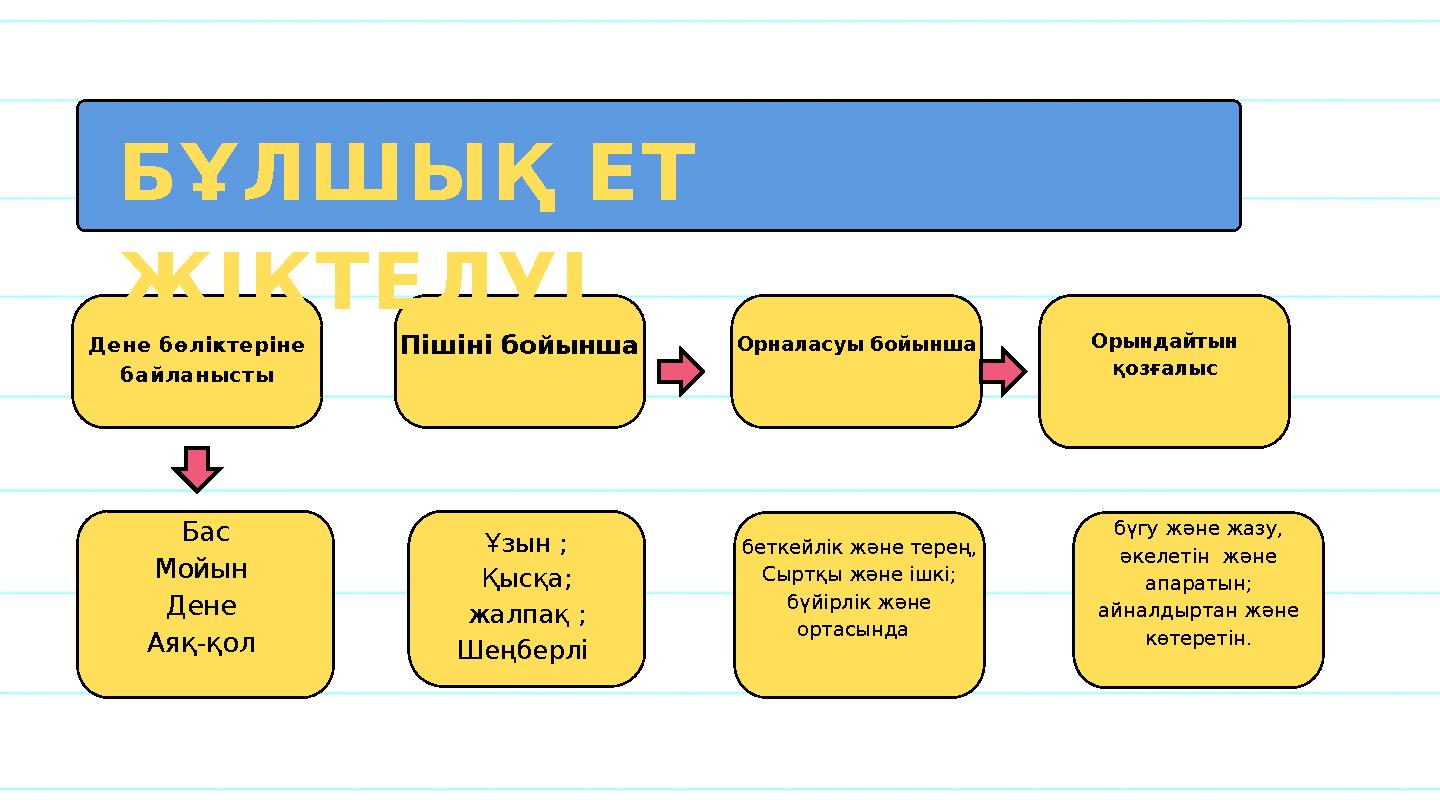 Дене бөліктеріне байланысты Пішіні бойынша Орналасуы бойынша Орындайтын қозғалыс БҰЛШЫҚ ЕТ ЖІКТЕЛУІ Бас Мойын Дене Аяқ-қол