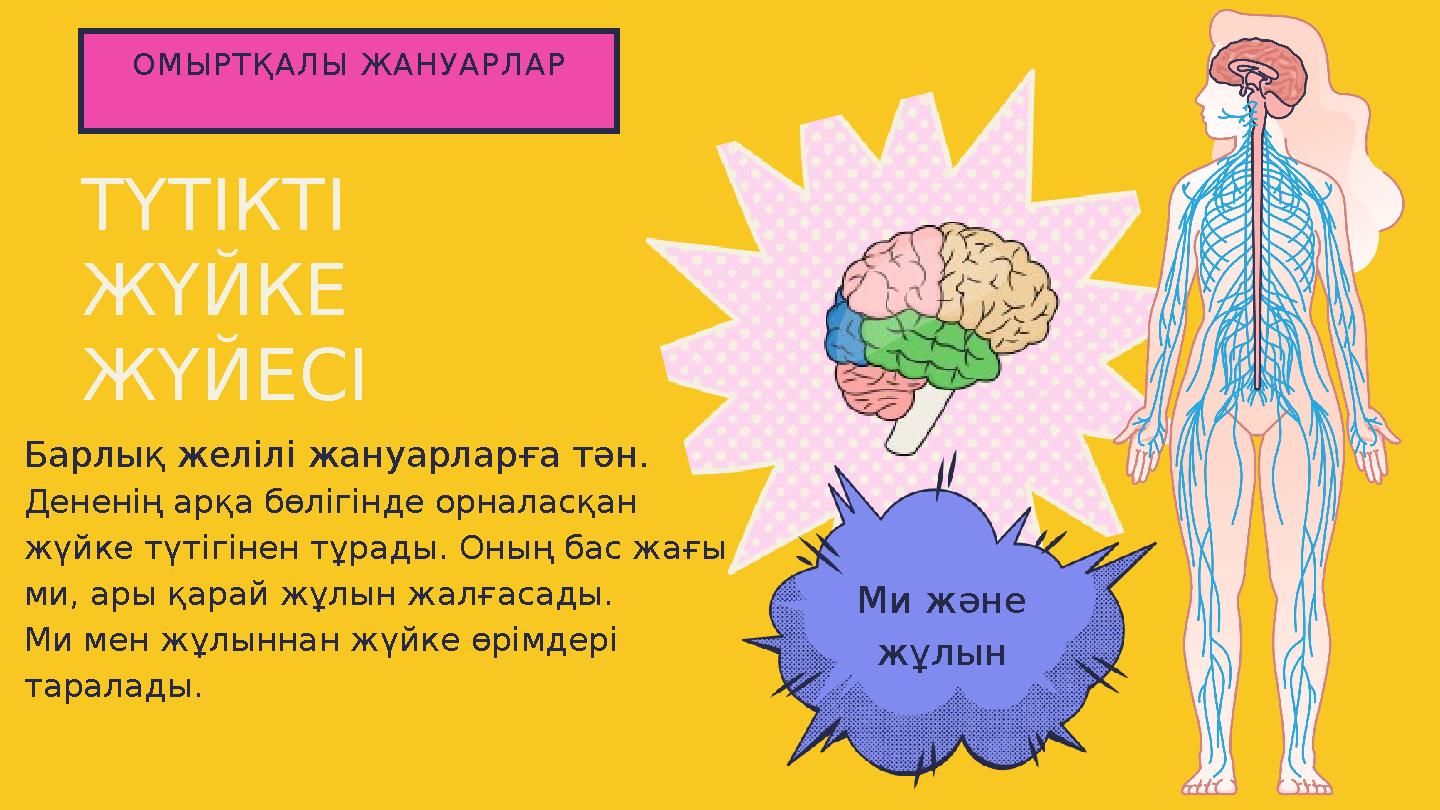 ОМЫРТҚАЛЫ ЖАНУАРЛАР Ми және жұлын ТҮТІКТІ ЖҮЙКЕ ЖҮЙЕСІ Барлық желілі жануарларға тән. Дененің арқа бөлігінде орналасқан жүй