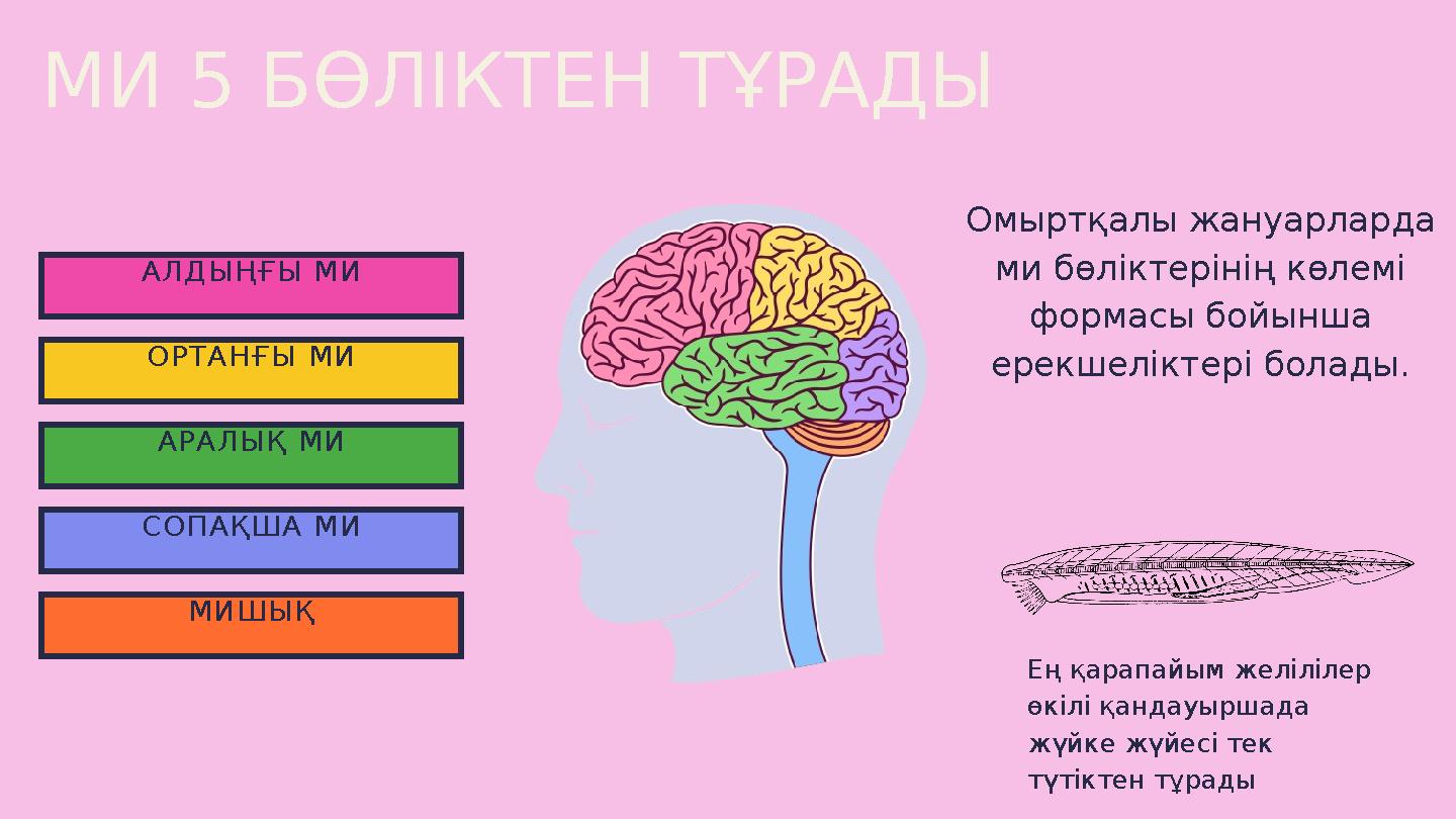 МИ 5 БӨЛІКТЕН ТҰРАДЫ АЛДЫҢҒЫ МИ ОРТАНҒЫ МИ АРАЛЫҚ МИ СОПАҚША МИ МИШЫҚ Ең қарапайым желілілер өкілі қандауыршада жүйке жүйесі т