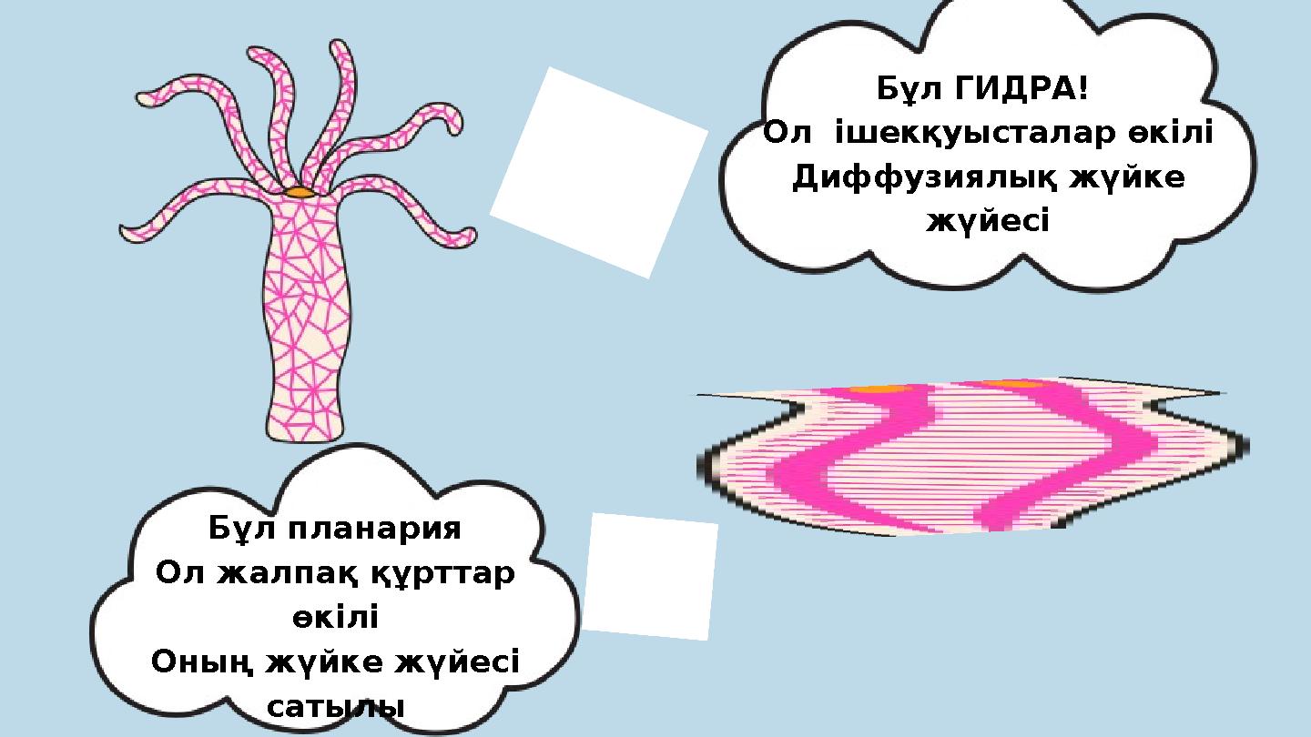 Бұл ГИДРА! Ол ішекқуысталар өкілі Диффузиялық жүйке жүйесі Бұл планария Ол жалпақ құрттар өкілі Оның жүйке жүйесі сатылы
