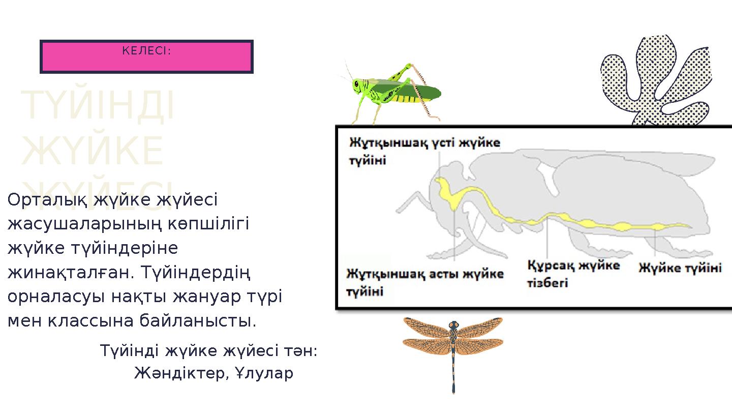 КЕЛЕСІ: ТҮЙІНДІ ЖҮЙКЕ ЖҮЙЕСІ Орталық жүйке жүйесі жасушаларының көпшілігі жүйке түйіндеріне жинақталған. Түйіндердің орнал