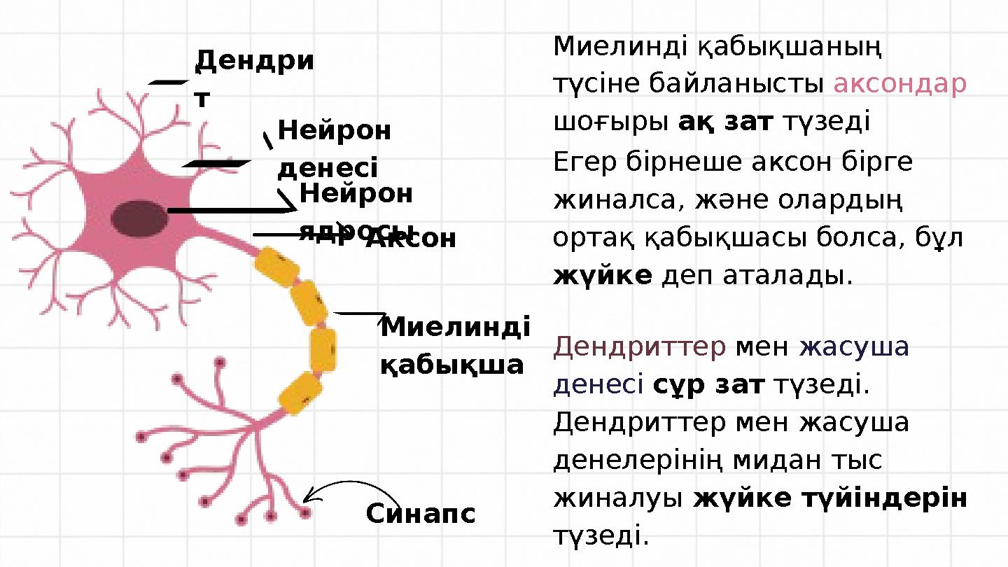 Нейрон ядросы Миелинді қабықша Нейрон денесі Дендри т Аксон Синапс Миелинді қабықшаның түсіне байланысты аксондар шоғыры ақ