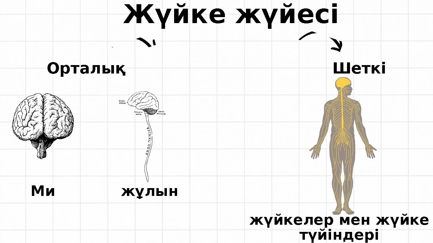 Жүйке жүйесі Ми жұлын жүйкелер мен жүйке түйіндері Орталық Шеткі