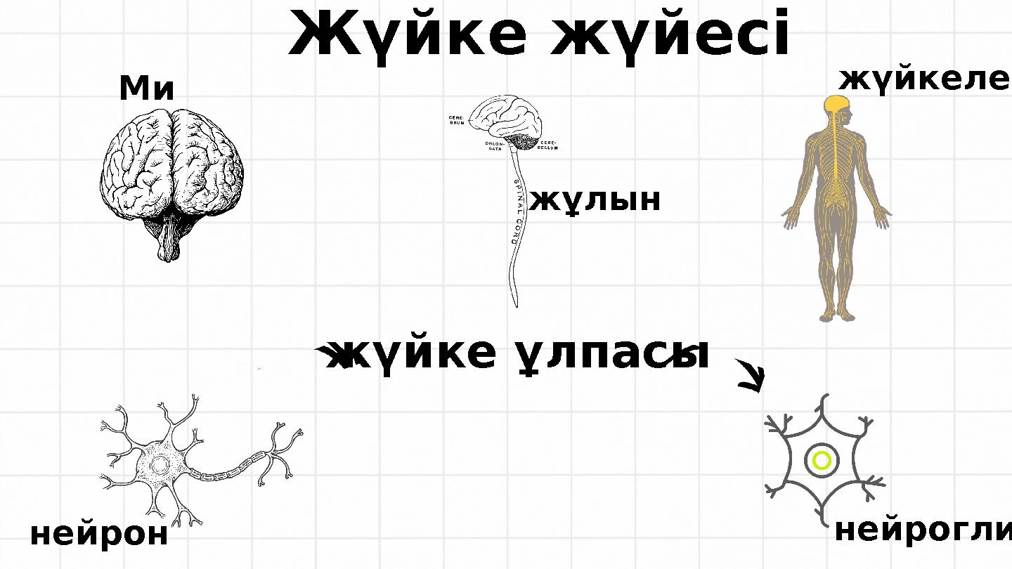 Жүйке жүйесі жүйке ұлпасы нейрон нейроглия Ми жұлын жүйкелер