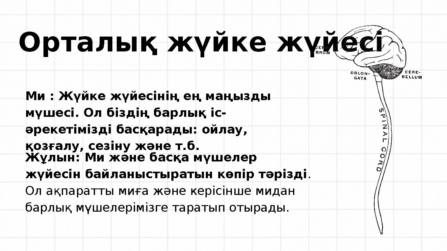 Орталық жүйке жүйесі Ми : Жүйке жүйесінің ең маңызды мүшесі. Ол біздің барлық іс- әрекетімізді басқарады: ойлау, қозғалу, сезі