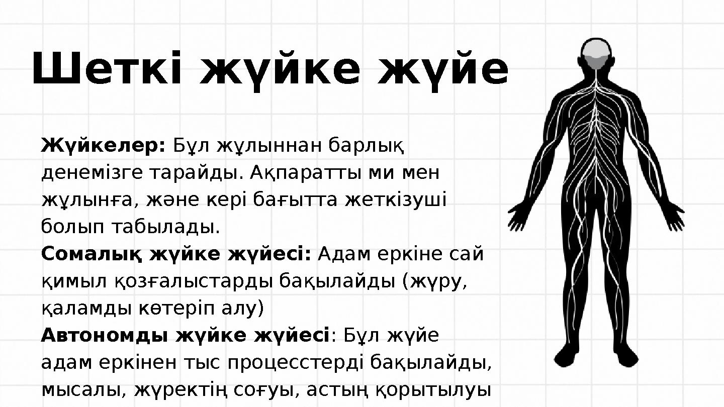 Шеткі жүйке жүйе Жүйкелер: Бұл жұлыннан барлық денемізге тарайды. Ақпаратты ми мен жұлынға, және кері бағытта жеткізуші болып