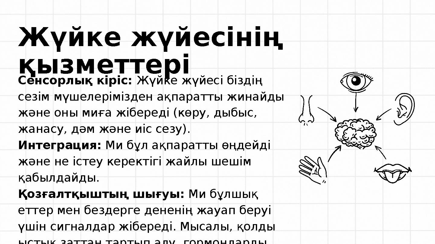 Жүйке жүйесінің қызметтері Сенсорлық кіріс: Жүйке жүйесі біздің сезім мүшелерімізден ақпаратты жинайды және оны миға жібереді