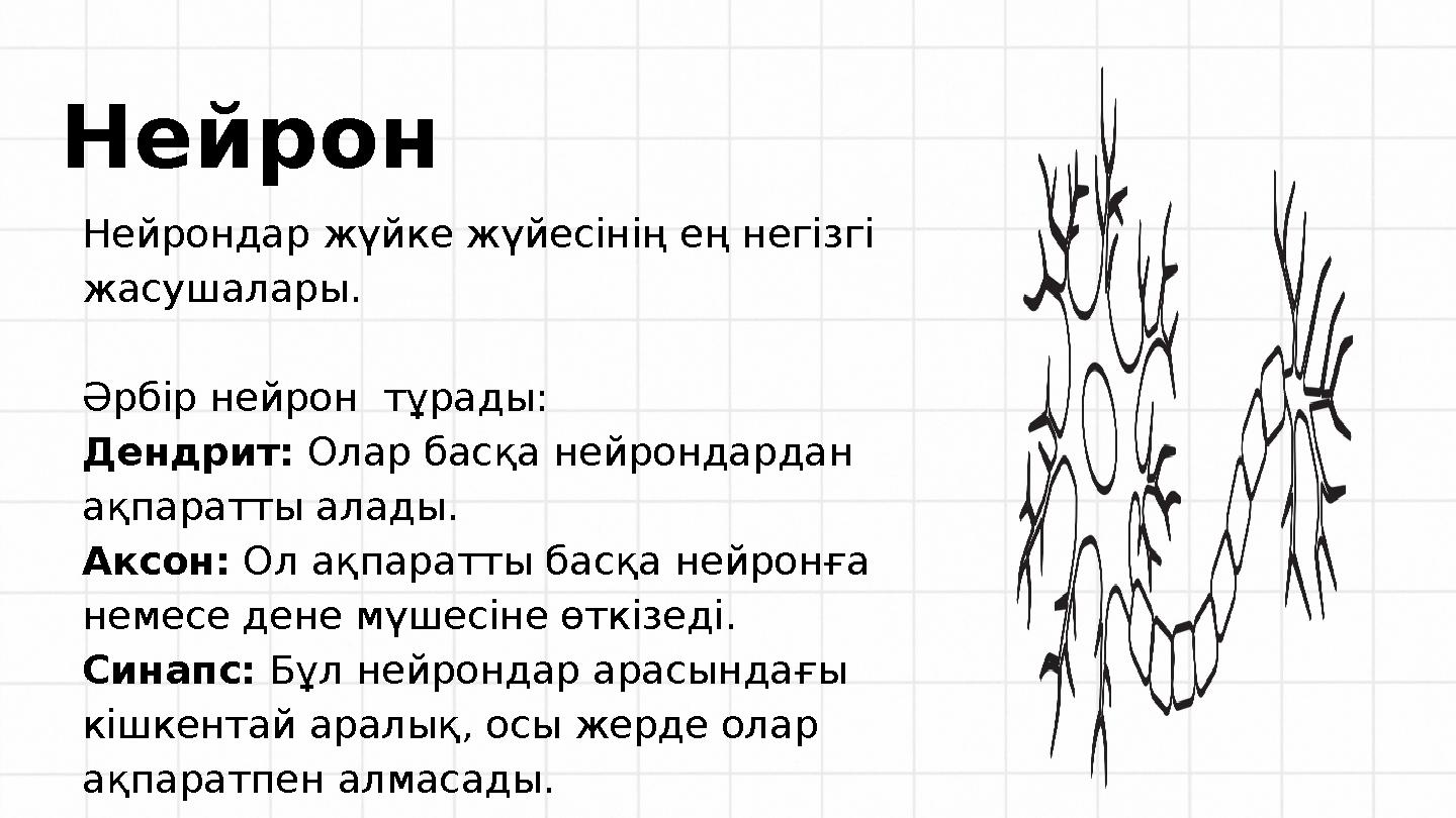 Нейрондар жүйке жүйесінің ең негізгі жасушалары. Әрбір нейрон тұрады: Дендрит: Олар басқа нейрондардан ақпаратты алады. Aксон