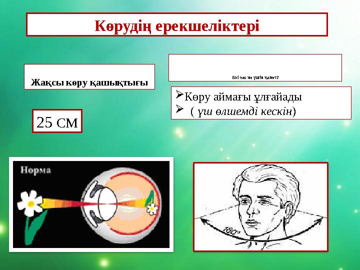 Көрудің ерекшеліктері Жақсы көру қашықтығы Екі көз не үшін қажет? 25 СМ Көру аймағы ұлғайады  ( үш өлшемді кескін)