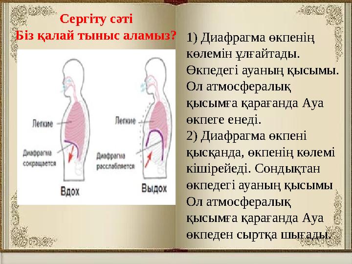 Cергіту сәті Біз қалай тыныс аламыз?1) Диафрагма өкпенің көлемін ұлғайтады. Өкпедегі ауаның қысымы. Ол атмосфералық қысымға