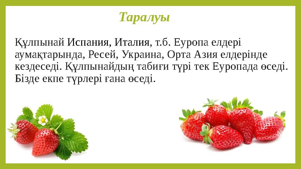 Таралуы Құлпынай Испания, Италия, т.б. Еуропа елдері аумақтарында, Ресей, Украина, Орта Азия елдерінде кездеседі. Құлпынайдың