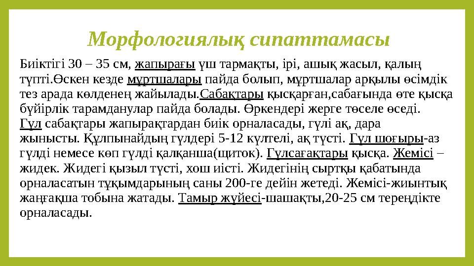Морфологиялық сипаттамасы Биіктігі 30 – 35 см, жапырағы үш тармақты, ірі, ашық жасыл, қалың түпті.Өскен кезде мұртшалары пайда