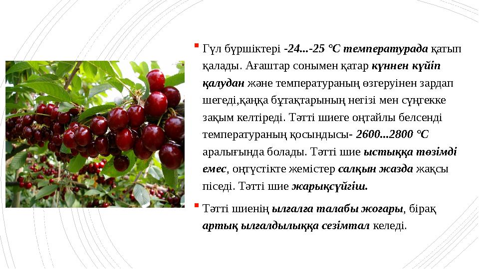 Гүл бүршіктері -24...-25 °C температурада қатып қалады. Ағаштар сонымен қатар күннен күйіп қалудан және Гүл бүршіктері -24...-25 °C температурада қатып қалады. Ағаштар сонымен қатар күннен күйіп қалудан және