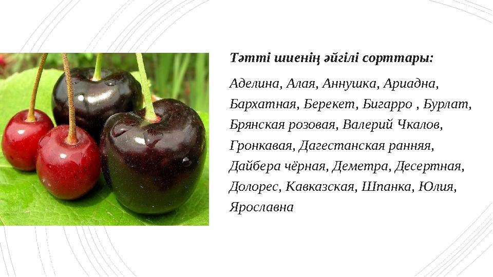Тәтті шиенің әйгілі сорттары: Аделина, Алая, Аннушка, Ариадна, Бархатная, Берекет, Бигарро , Бурлат, Брян Тәтті шиенің әйгілі сорттары: Аделина, Алая, Аннушка, Ариадна, Бархатная, Берекет, Бигарро , Бурлат, Брян