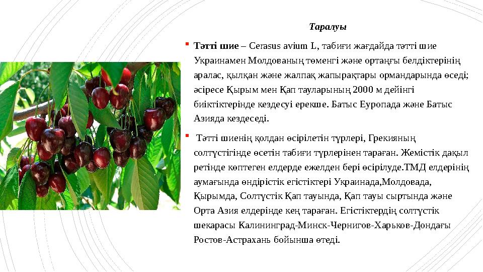 Таралуы Тәтті шие – Cerasus avium L, табиғи жағдайда тәтті шие Украинамен Молдованың төменгі және ортаңғы Таралуы Тәтті шие – Cerasus avium L, табиғи жағдайда тәтті шие Украинамен Молдованың төменгі және ортаңғы