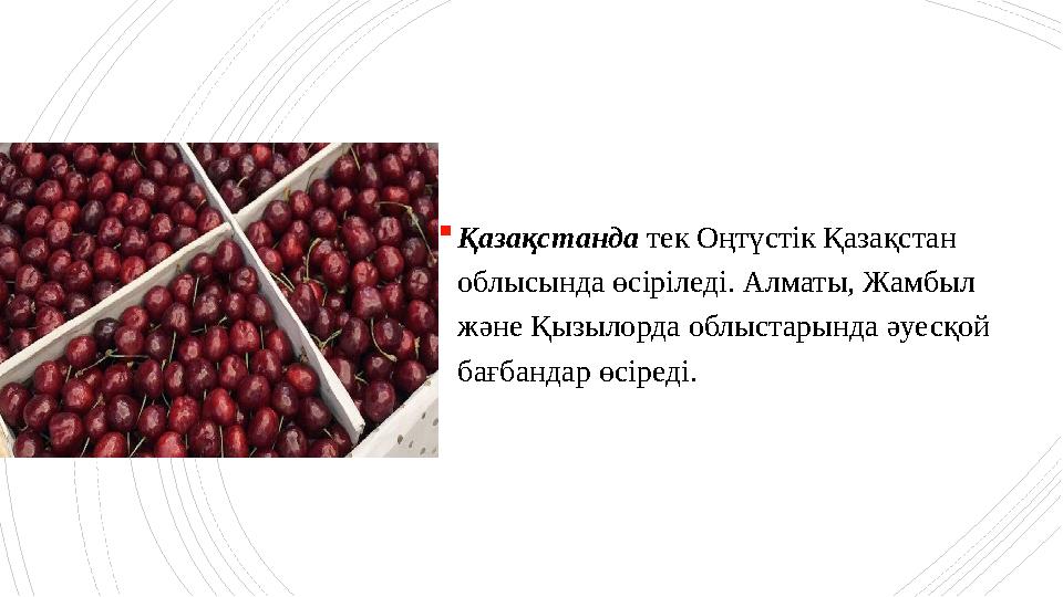 Қазақстанда тек Оңтүстік Қазақстан облысында өсіріледі. Алматы, Жамбыл және Қызылорда облыстарында әуесқ Қазақстанда тек Оңтүстік Қазақстан облысында өсіріледі. Алматы, Жамбыл және Қызылорда облыстарында әуесқ