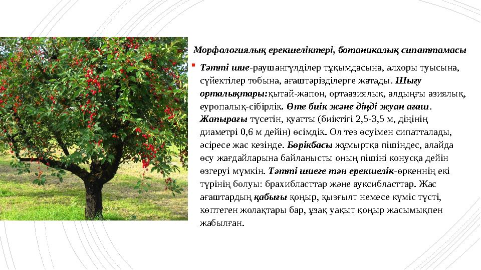 Морфологиялық ерекшеліктері, ботаникалық сипаттамасы Тәтті шие-раушангүлділер тұқымдасына, алхоры туысына Морфологиялық ерекшеліктері, ботаникалық сипаттамасы Тәтті шие-раушангүлділер тұқымдасына, алхоры туысына