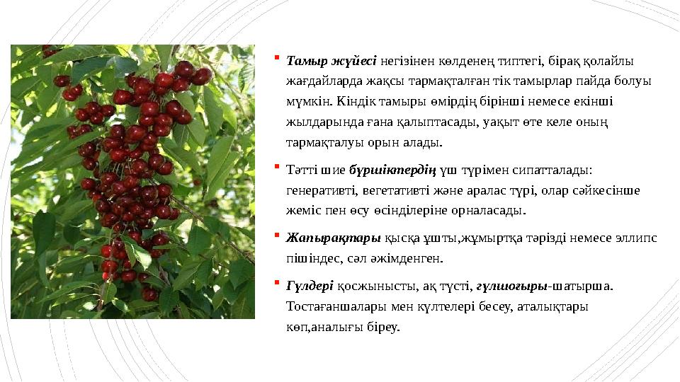 Тамыр жүйесі негізінен көлденең типтегі, бірақ қолайлы жағдайларда жақсы тармақталған тік тамырлар пайда Тамыр жүйесі негізінен көлденең типтегі, бірақ қолайлы жағдайларда жақсы тармақталған тік тамырлар пайда