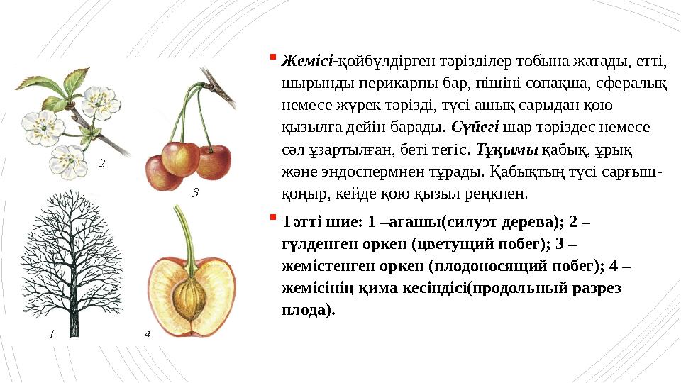 Жемісі-қойбүлдірген тәрізділер тобына жатады, етті, шырынды перикарпы бар, пішіні сопақша, сфералық неме Жемісі-қойбүлдірген тәрізділер тобына жатады, етті, шырынды перикарпы бар, пішіні сопақша, сфералық неме