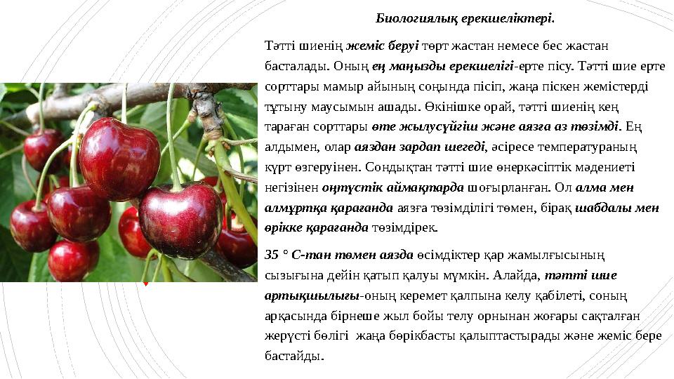Биологиялық ерекшеліктері. Тәтті шиенің жеміс беруі төрт жастан немесе бес жастан басталады. Оның ең маңыз Биологиялық ерекшеліктері. Тәтті шиенің жеміс беруі төрт жастан немесе бес жастан басталады. Оның ең маңыз
