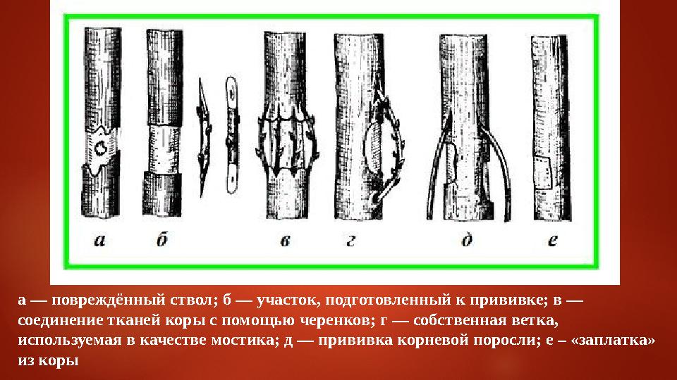 а — повреждённый ствол; б — участок, подготовленный к прививке; в — соединение тканей коры с помощью черенков; г — собственна