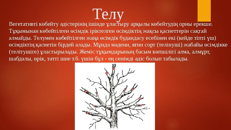 Телу Вегетативтi көбейту әдiстерiнiң iшiнде ұластыру арқылы көбейтудiң орны ерекше. Тұқымынан көбейтiлген өсiмдiк iрiктелген