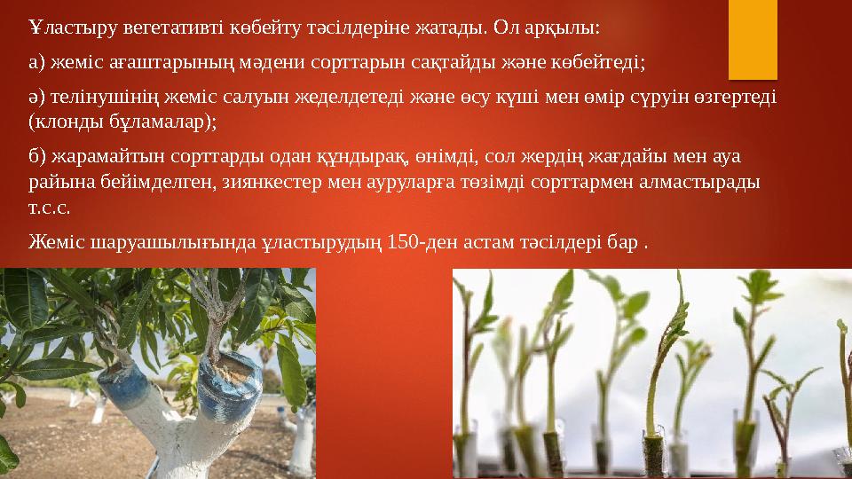Ұластыру вегетативтi көбейту тәсiлдерiне жатады. Ол арқылы: а) жемiс ағаштарының мәдени сорттарын сақтайды және көбейтедi; ә