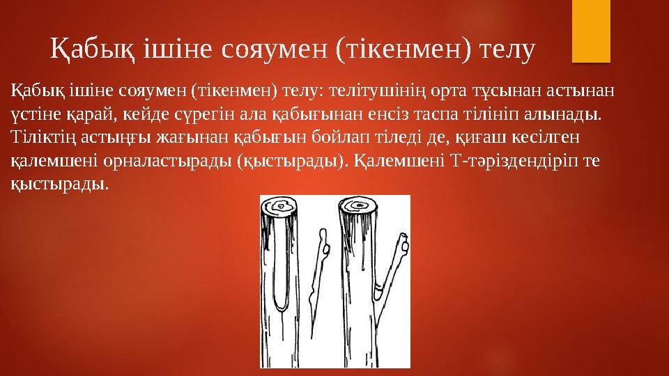 Қабық ішіне сояумен (тікенмен) телу Қабық ішіне сояумен (тікенмен) телу: телітушінің орта тұсынан астынан үстіне қарай, кейде