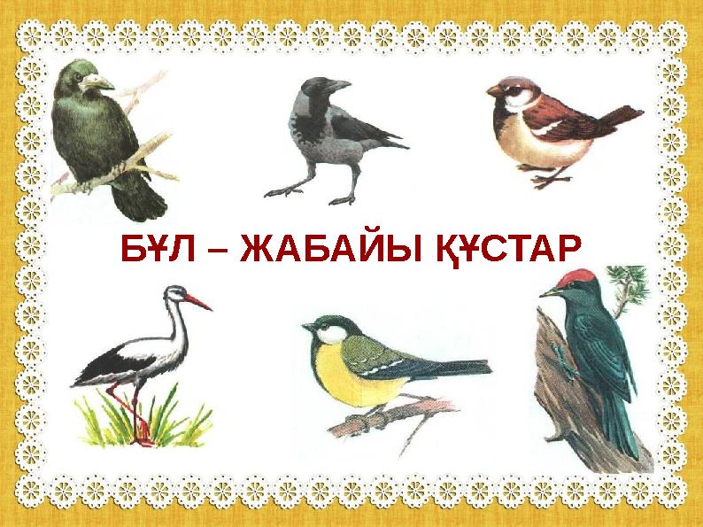 БҰЛ – ЖАБАЙЫ ҚҰСТАР БҰЛ – ЖАБАЙЫ ҚҰСТАР