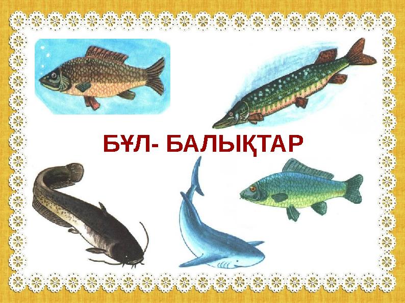 БҰЛ- БАЛЫҚТАР БҰЛ- БАЛЫҚТАР